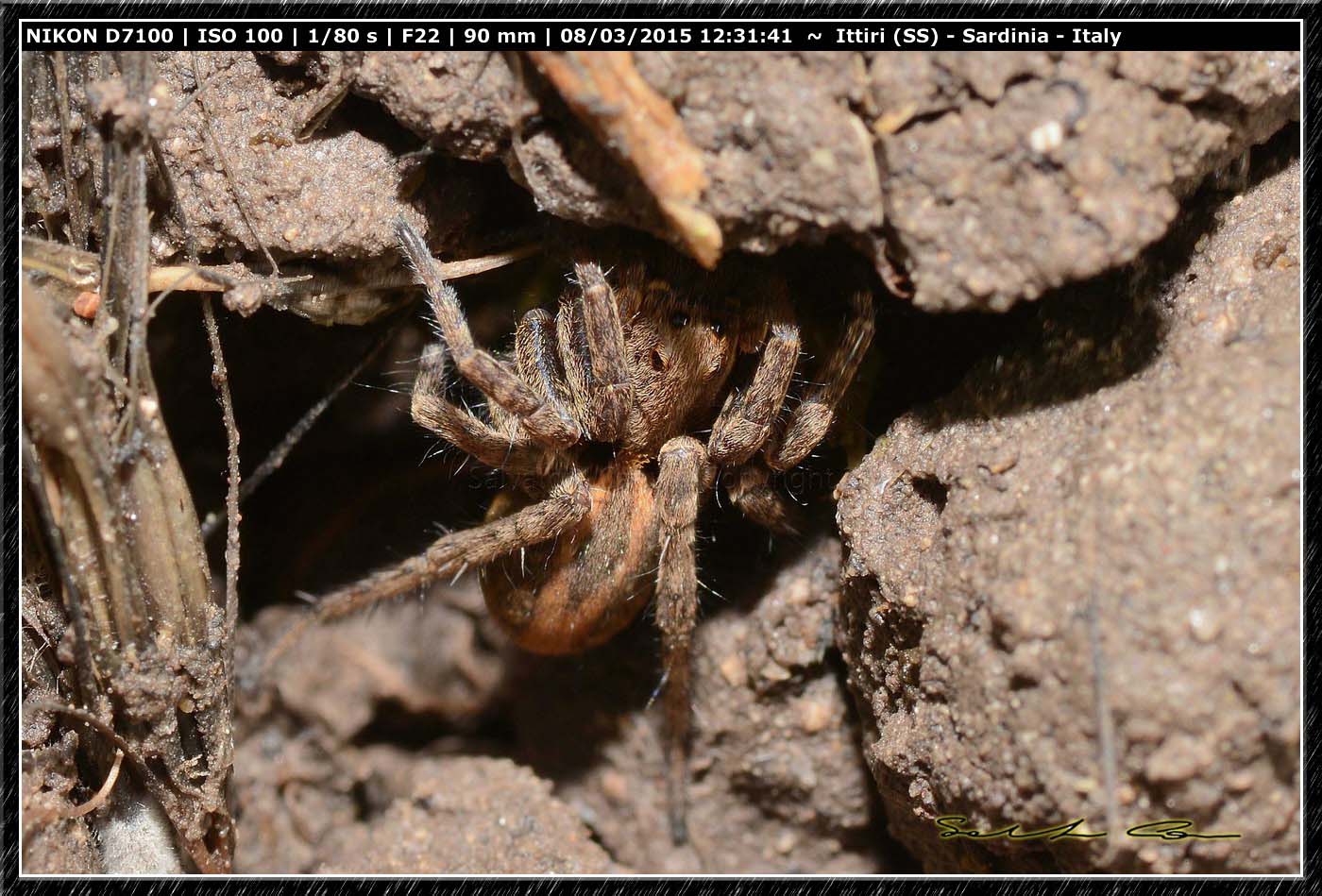 Alopecosa albofasciata  - Ittiri (SS)